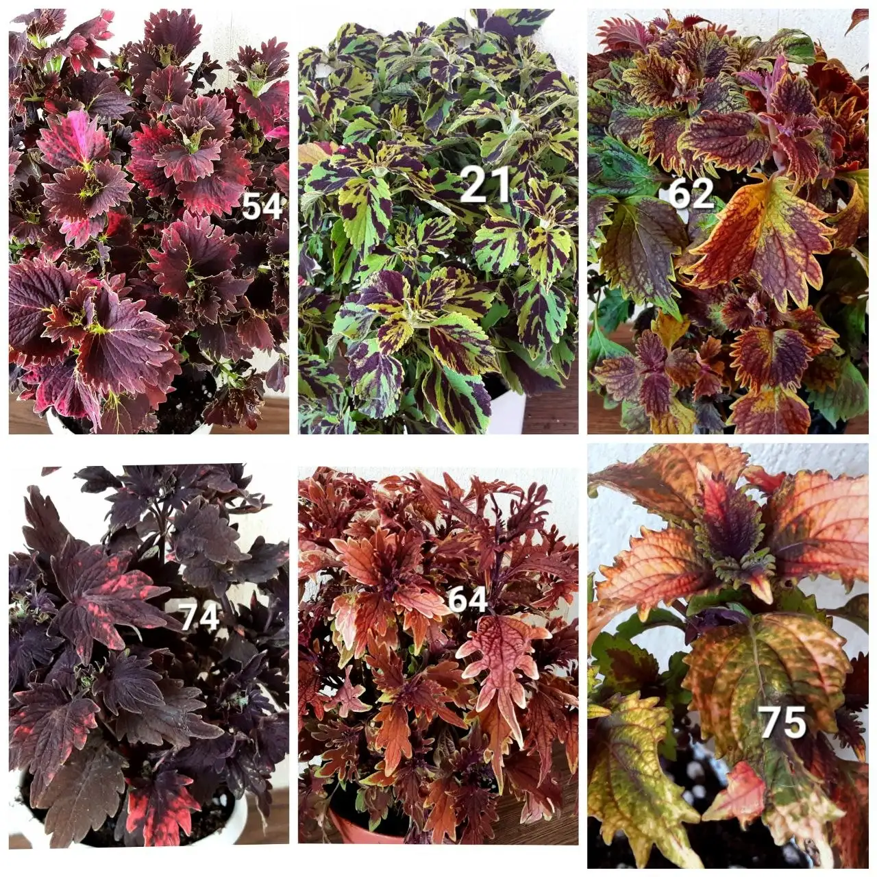 Продажа укорененных черенков колеусов и пеларгоний - Черенки (Растения) в Белгород