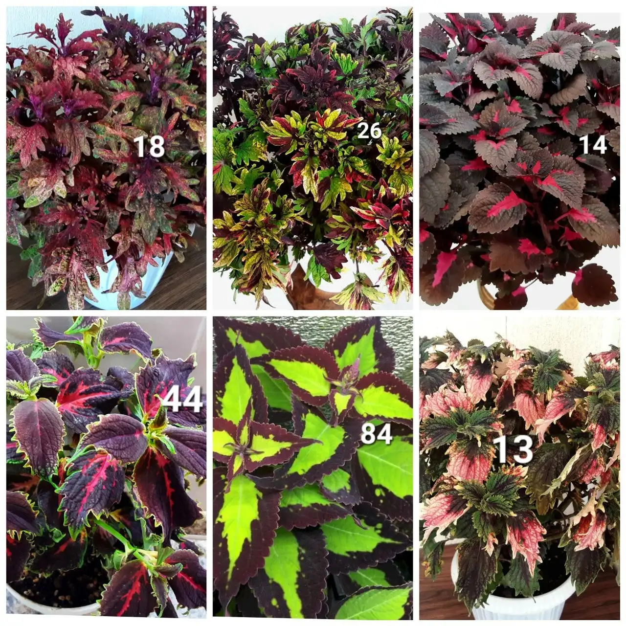 Продажа укорененных черенков колеусов и пеларгоний - Черенки (Растения) в Белгород