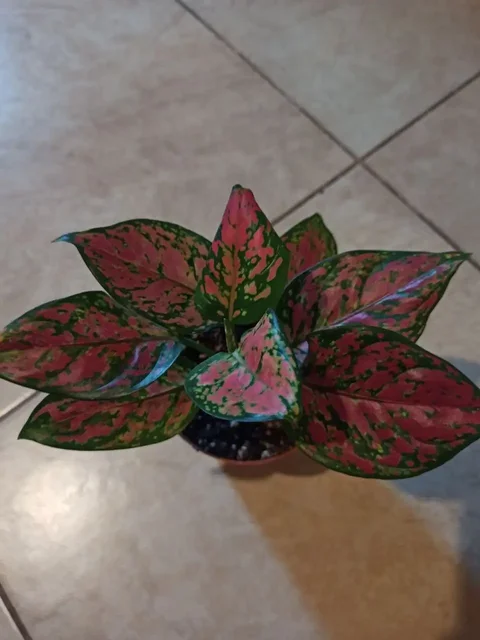 Комнатные растения и цветы в Белгороде - частное объявление в Белгород