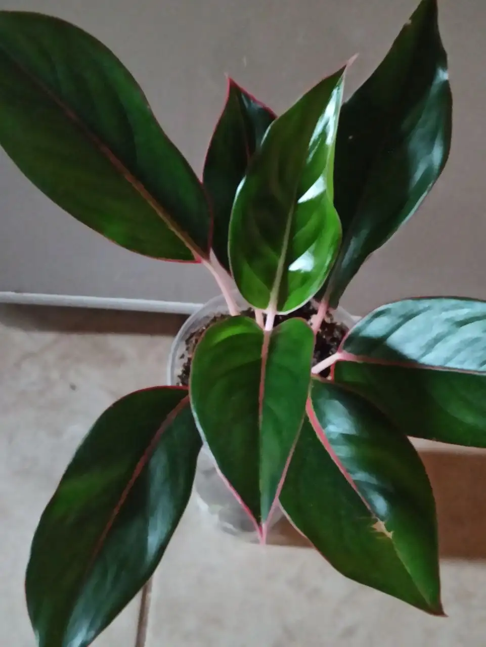 Комнатные растения и цветы в Белгороде - Барахолка в Белгород