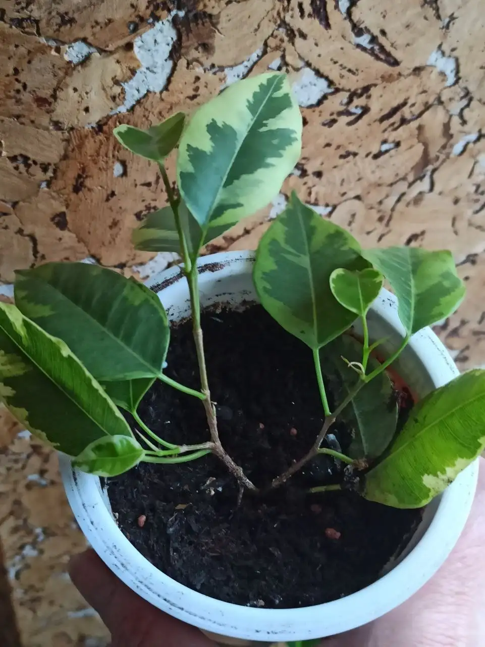 Комнатные растения и цветы в Белгороде - Барахолка в Белгород