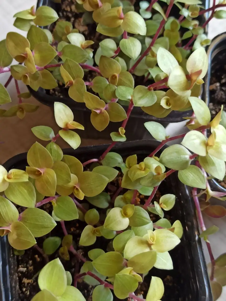 Комнатные растения и цветы в Белгороде - Барахолка в Белгород