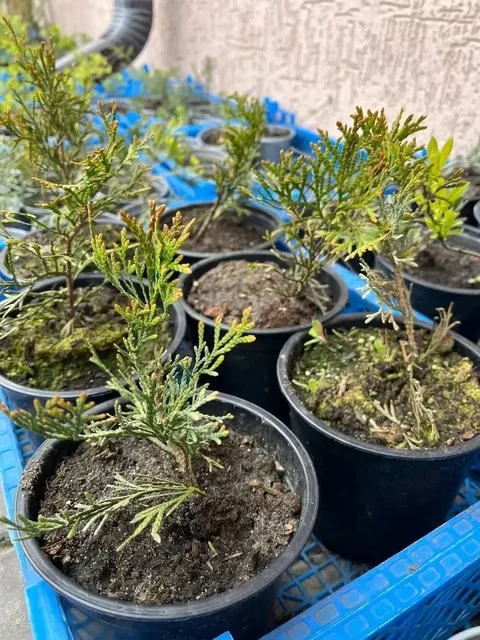 Туя Смарагд от 100р - частное объявление в Белгород