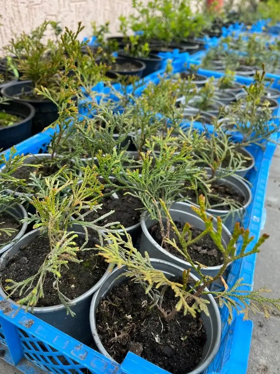 Туя Смарагд от 100р - Растения (Для дома и дачи) в Белгород