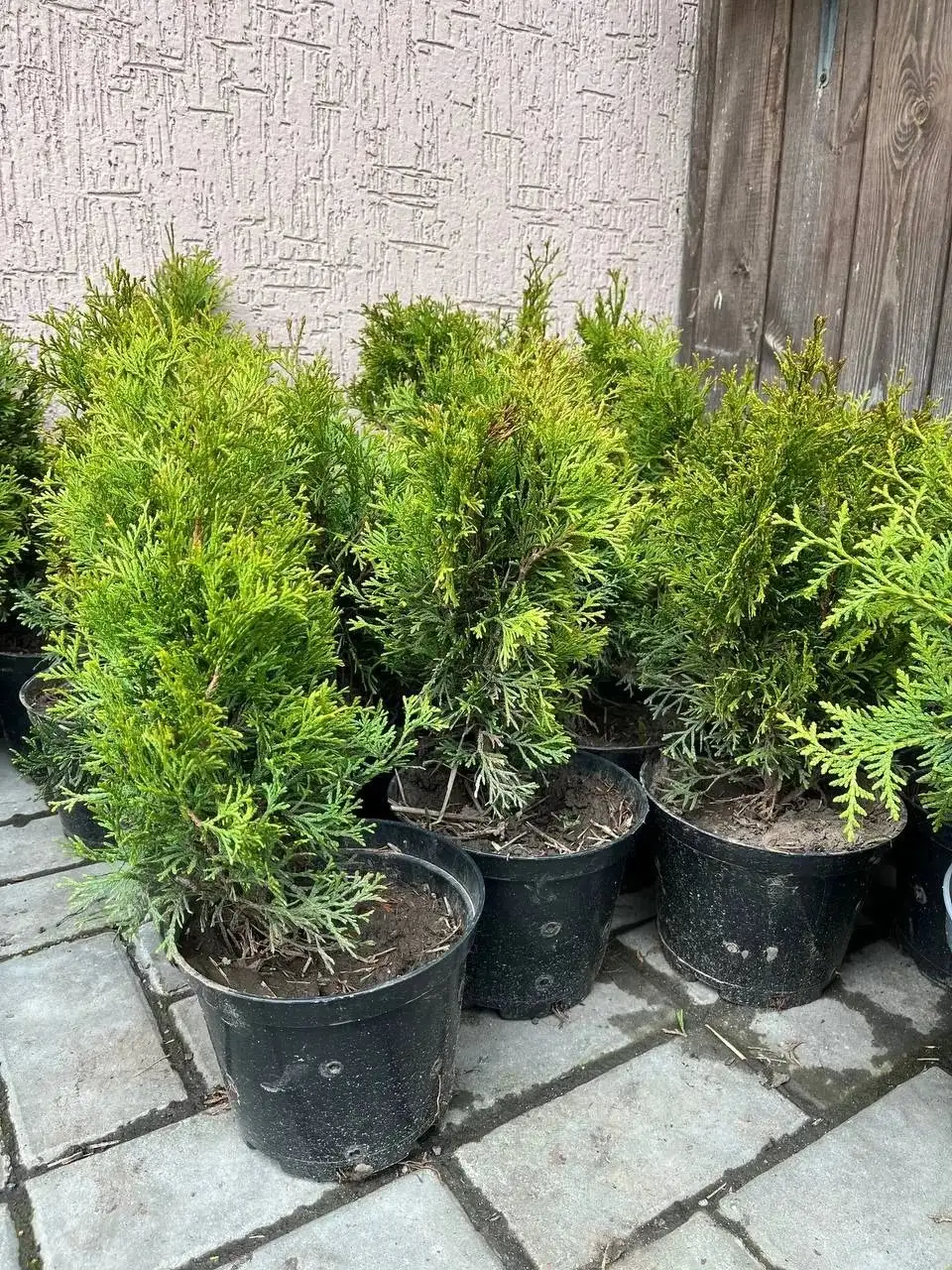 Туя Смарагд от 100р - Растения (Для дома и дачи) в Белгород