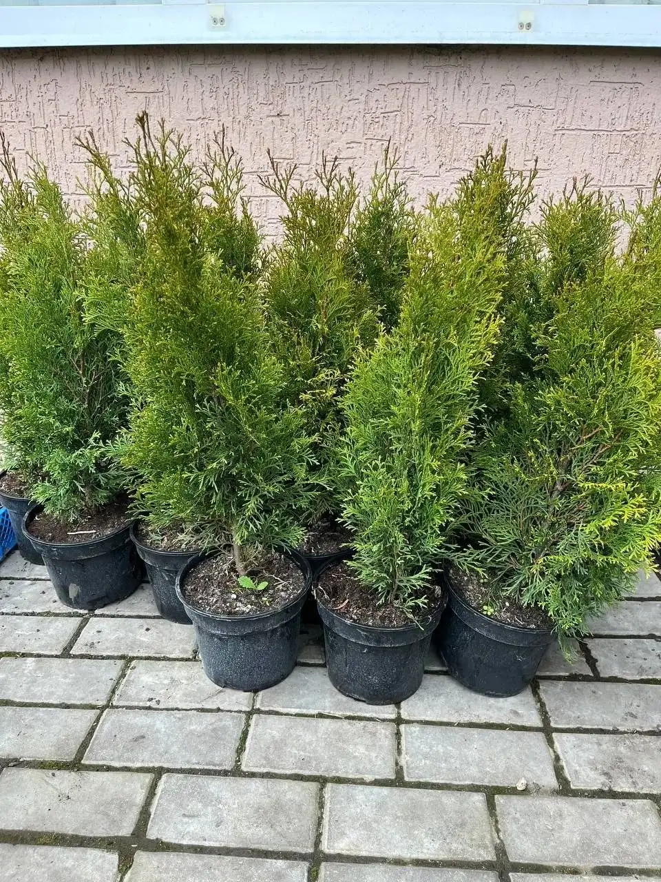 Туя Смарагд от 100р - Растения (Для дома и дачи) в Белгород