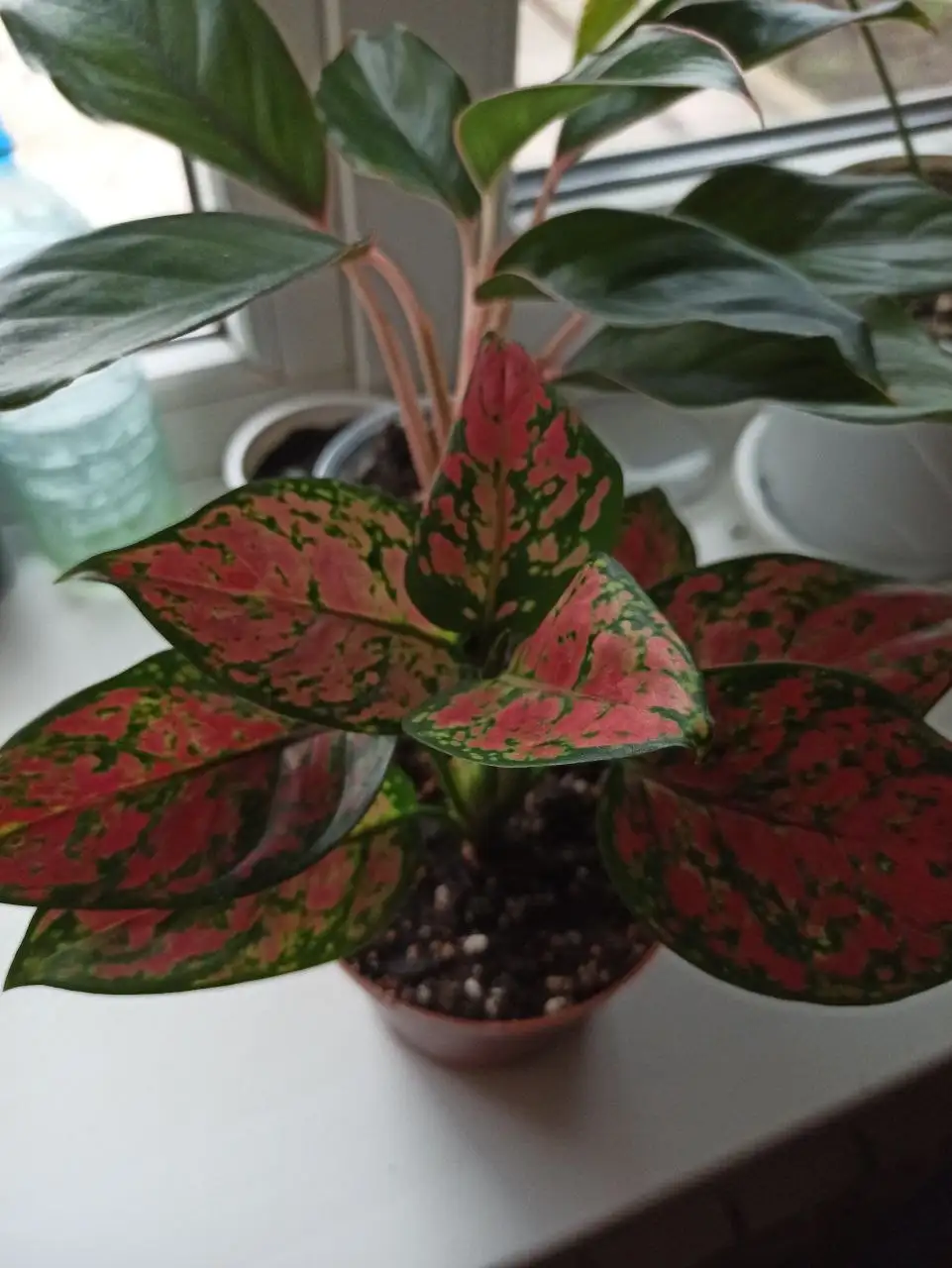 Продажа цветов в Белгороде - Растения (Хобби и отдых) в Белгород