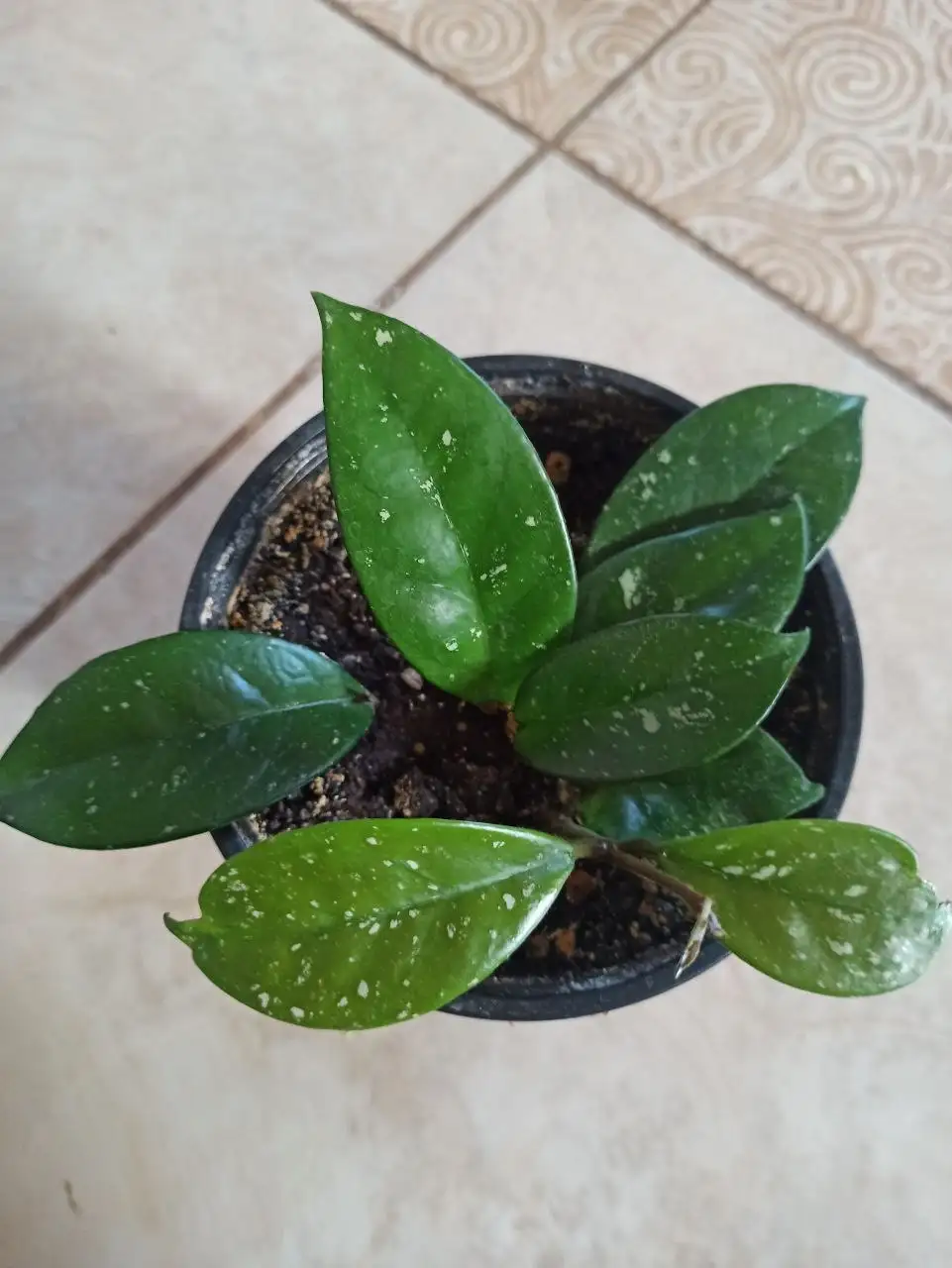 Продажа цветов в Белгороде - Растения (Хобби и отдых) в Белгород