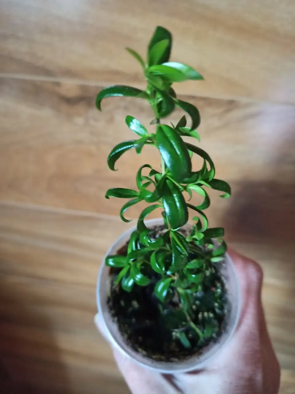 Продажа цветов в Белгороде - Растения (Хобби и отдых) в Белгород