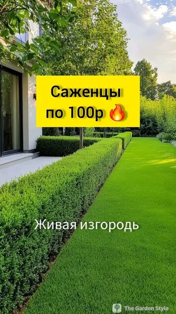 Продажа саженцев снежноягодника - частное объявление в Белгород