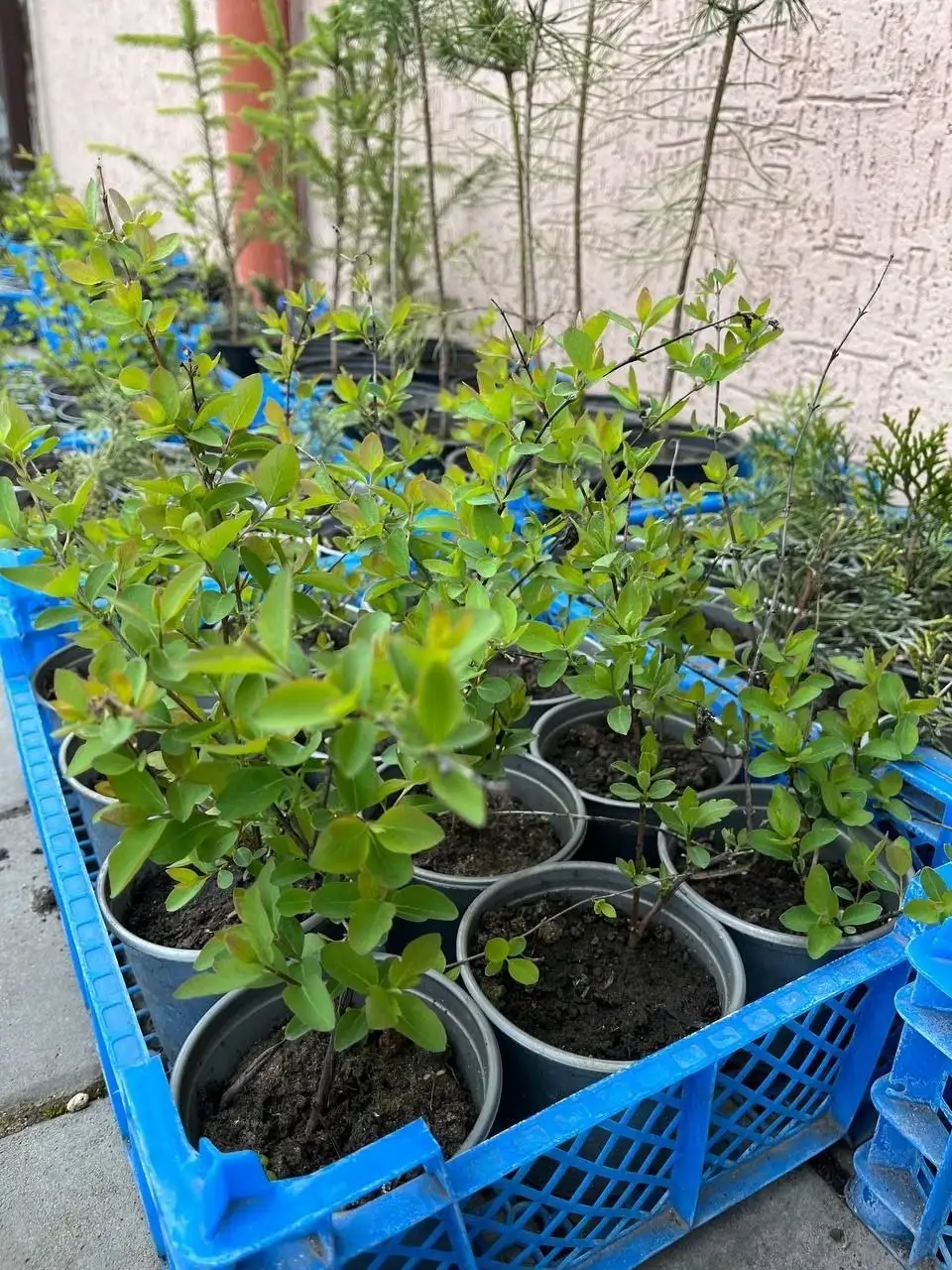 Продажа саженцев снежноягодника - Растения в Белгород