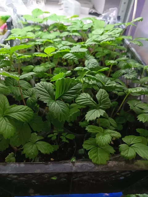 Продам саженцы, рассаду и клубнику - частное объявление в Белгород