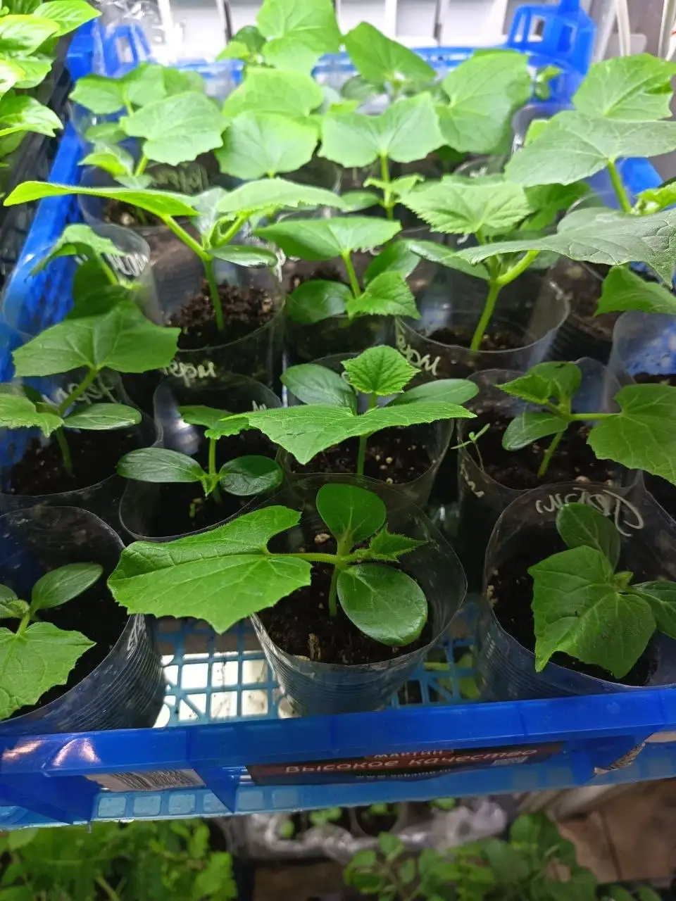 Продам саженцы, рассаду и клубнику - Саженцы и рассада (Для дома и дачи) в Белгород