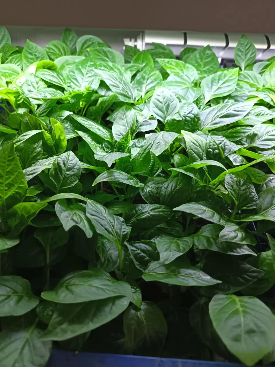 Продам саженцы, рассаду и клубнику - Саженцы и рассада (Для дома и дачи) в Белгород