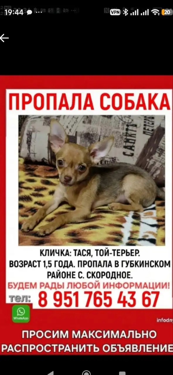 Пропала собака Той-терьер. Вознаграждение! - Потеряшки (Животные) в Скородное