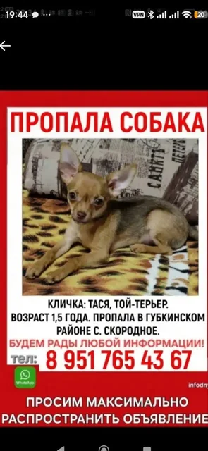Пропала собака Той-терьер. Вознаграждение! - Животные в Скородное
