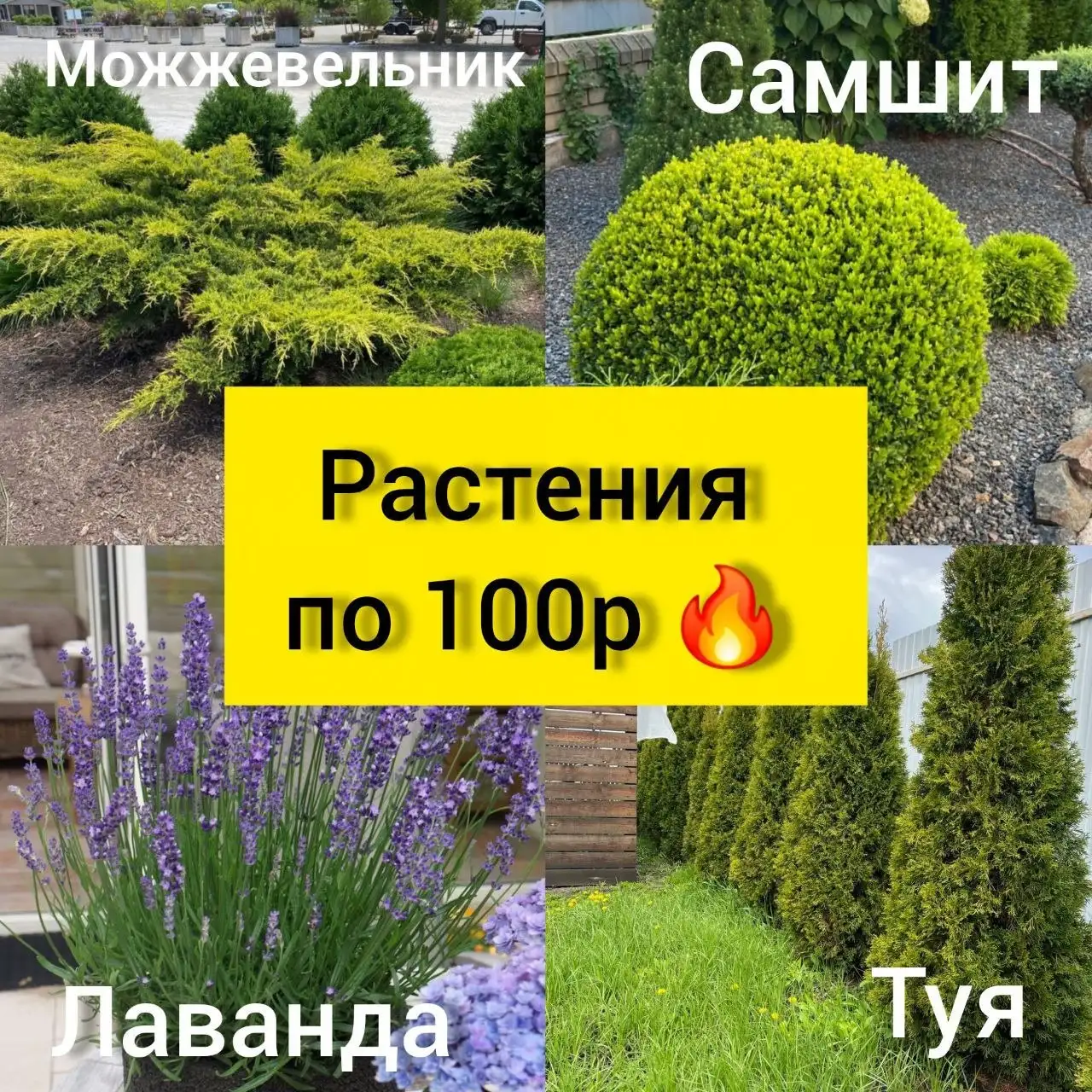 Саженцы туи, можжевельника и кустарников по 100 руб - Растения (Для дома и дачи) в Белгород