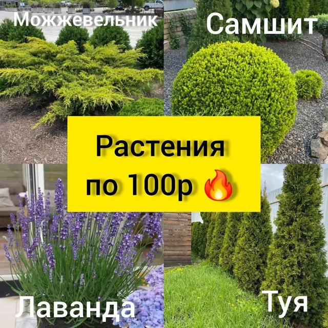 Саженцы туи, можжевельника и кустарников по 100 руб - частное объявление в Белгород