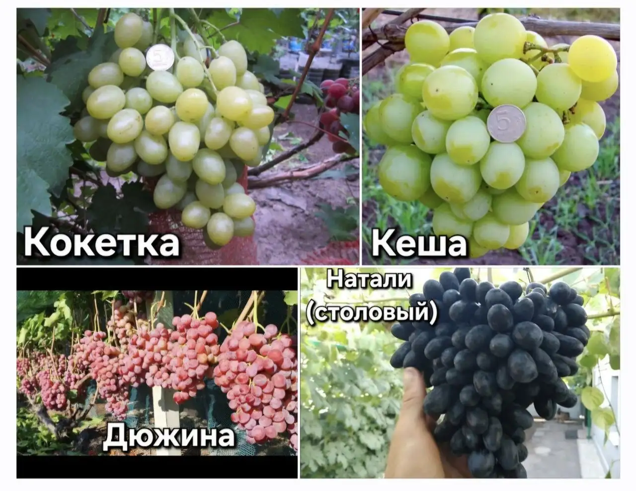 Продажа саженцев винограда - Саженцы (Для дома и дачи) в Пушкарное