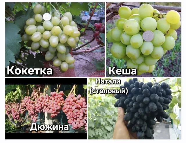 Продажа саженцев винограда - Котлы в Пушкарное
