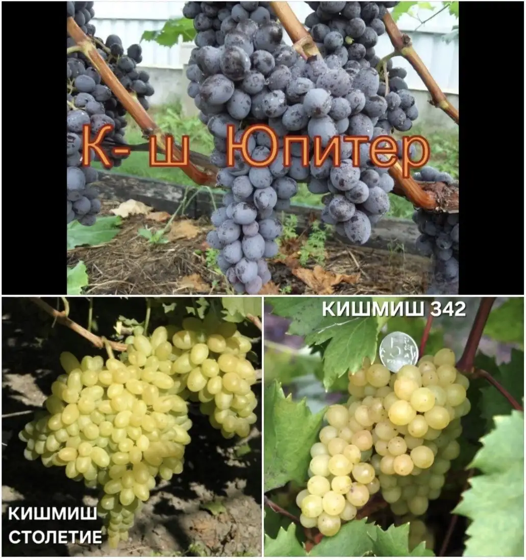 Продажа саженцев винограда - Саженцы (Для дома и дачи) в Пушкарное