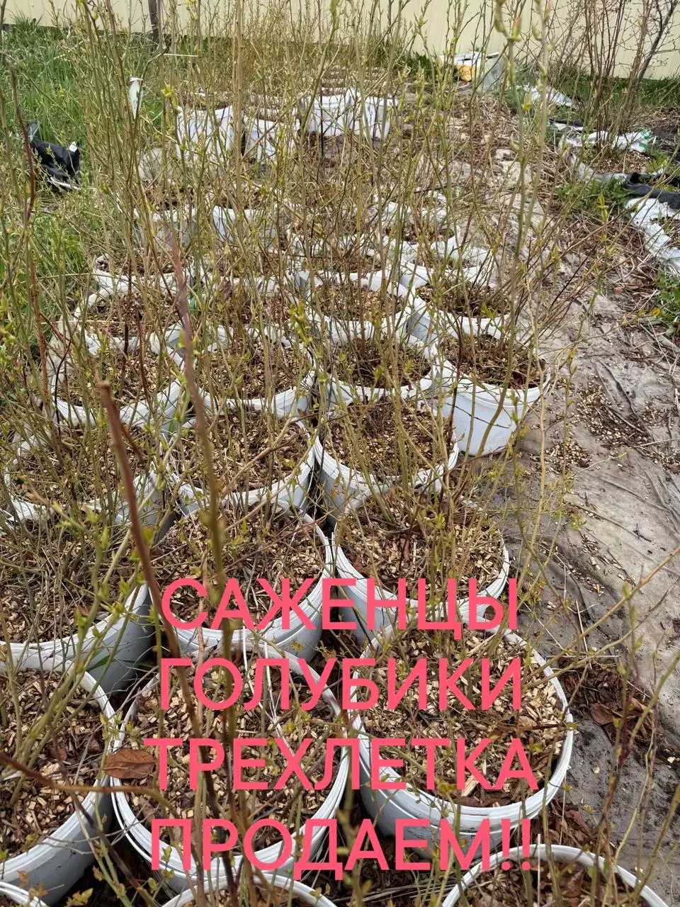 Саженцы голубики - Для дома и дачи в Белгород