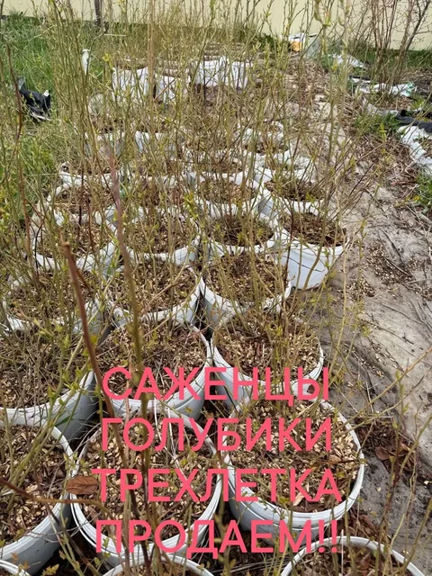 Саженцы голубики - Для дома и дачи в Белгород