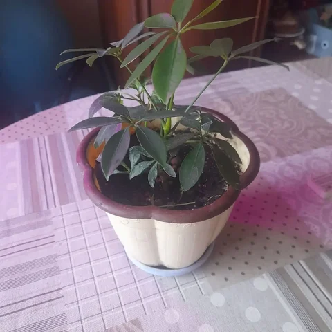 Продам шефлеру - Для дома и дачи в Белгород