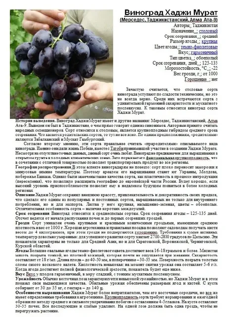 Саженцы винограда разных сортов - частное объявление в Пушкарное