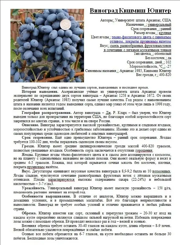 Саженцы винограда разных сортов - Саженцы (Для дома и дачи) в Пушкарное
