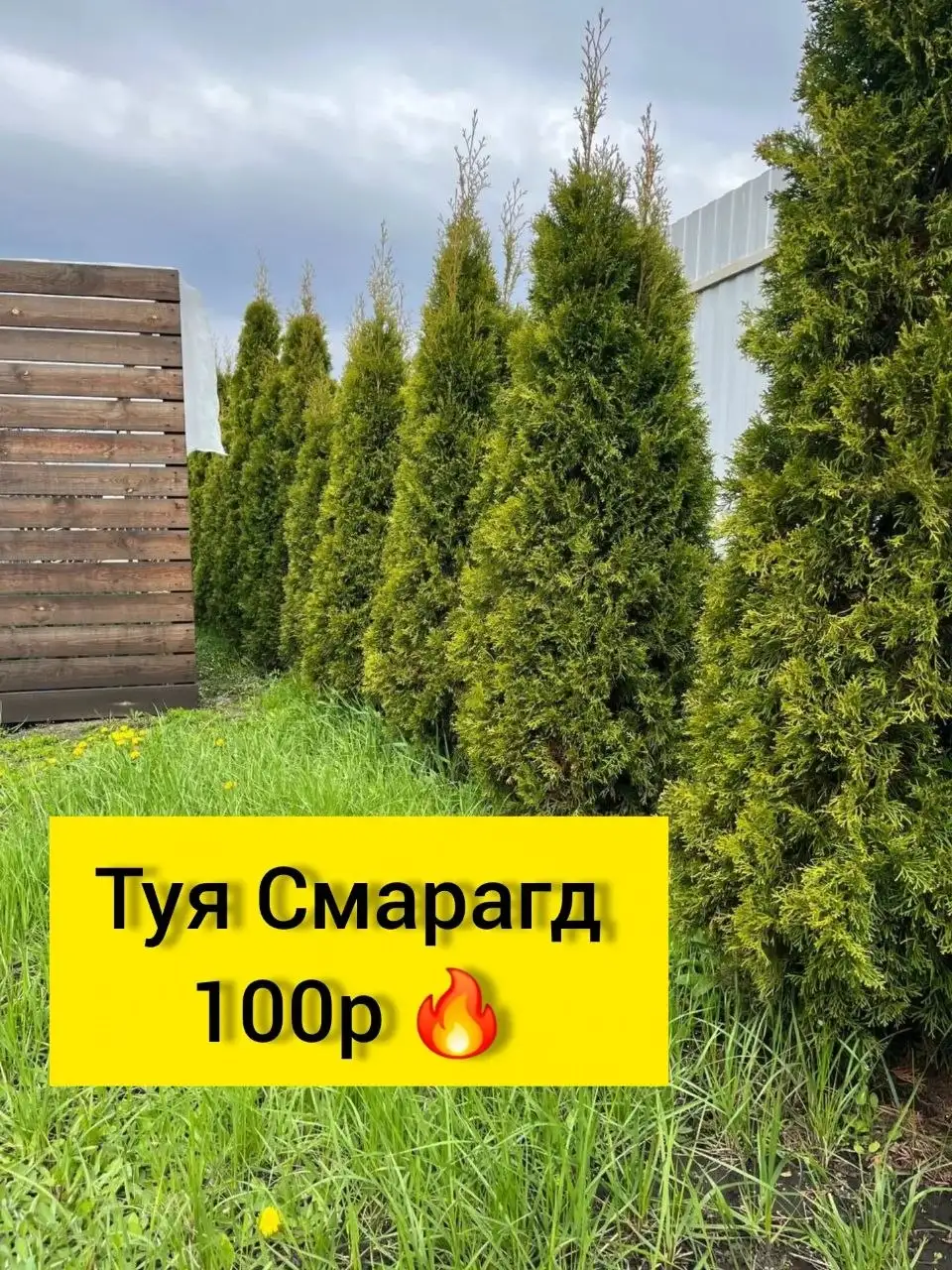 Туи Смарагд по 100 рублей - Растения (Для дома и дачи) в Белгород