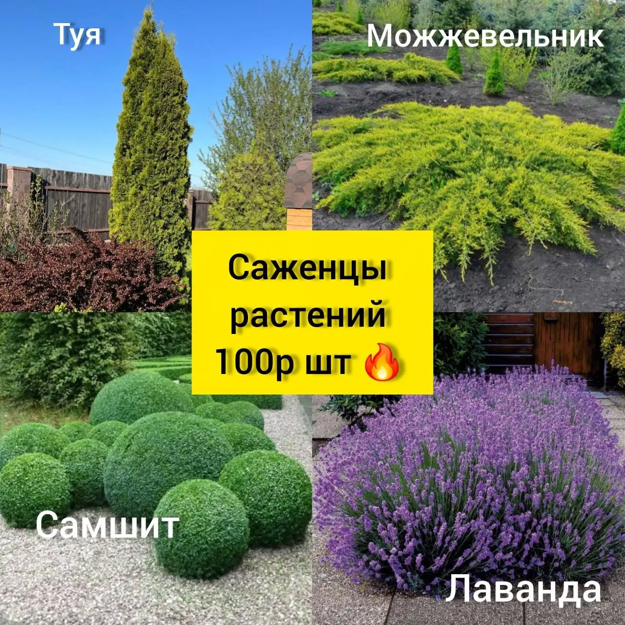 Декоративные растения по 100₽ - Растения (Для дома и дачи) в Белгород