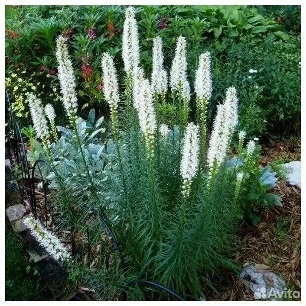 Продам многолетники - Растения (Для дома и дачи) в Белгород