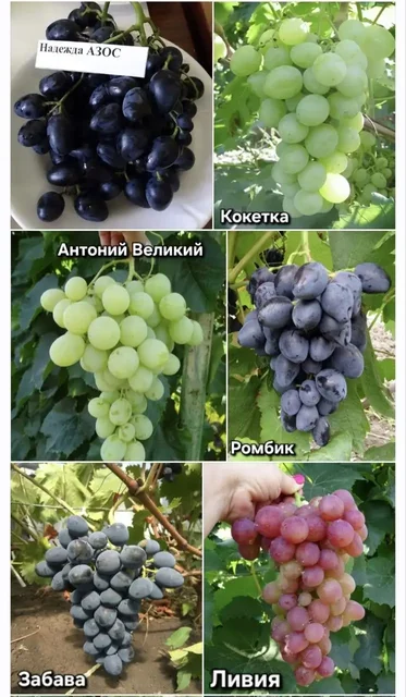 Саженцы столового винограда - частное объявление в С.Пушкарное