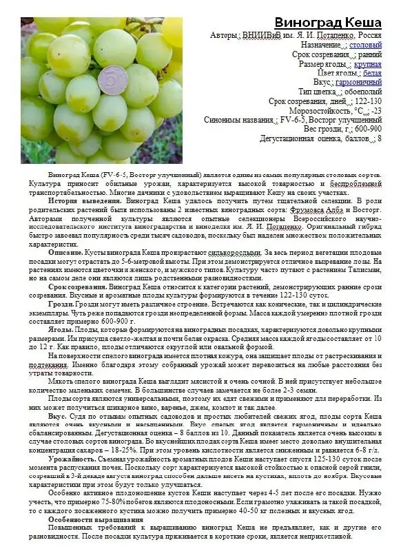 Саженцы столового винограда - Растения и садоводство (Хобби и отдых) в С.Пушкарное