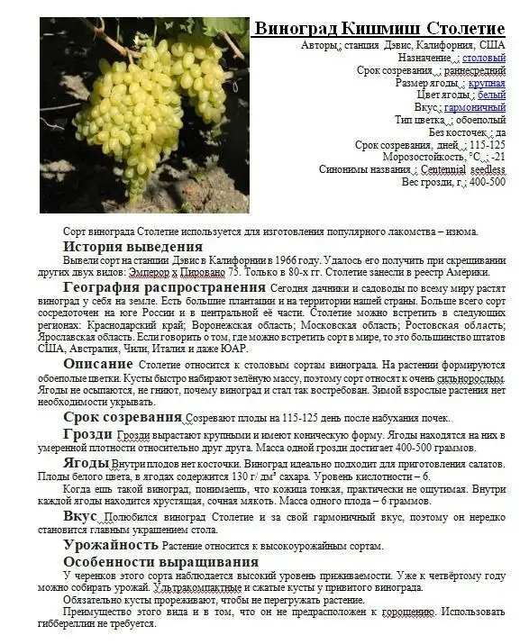 Саженцы столового винограда - Растения и садоводство (Хобби и отдых) в С.Пушкарное