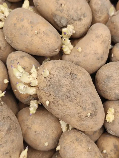Продам семенной картофель - Для дома и дачи в Белгород