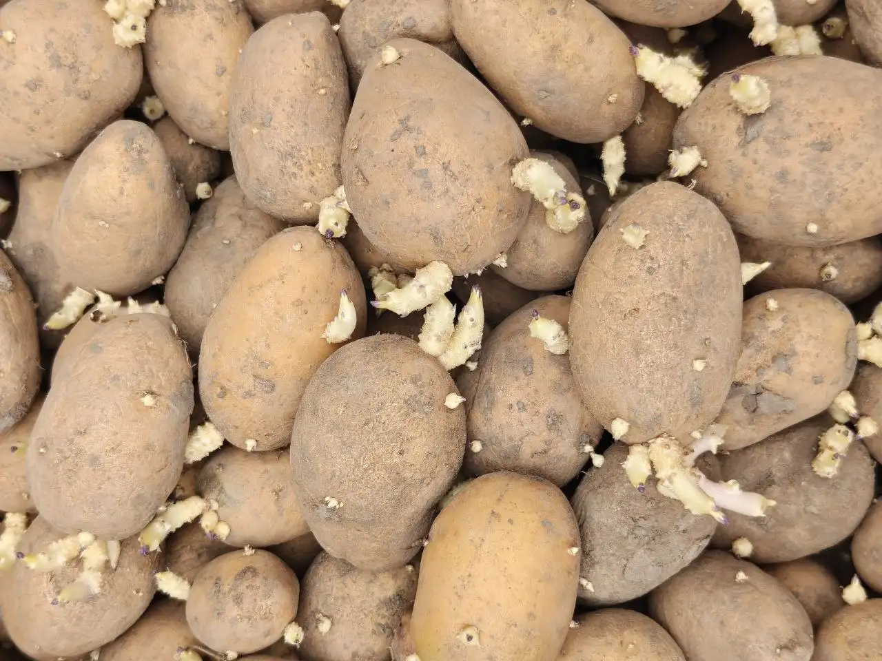 Продам семенной картофель - Для дома и дачи в Белгород