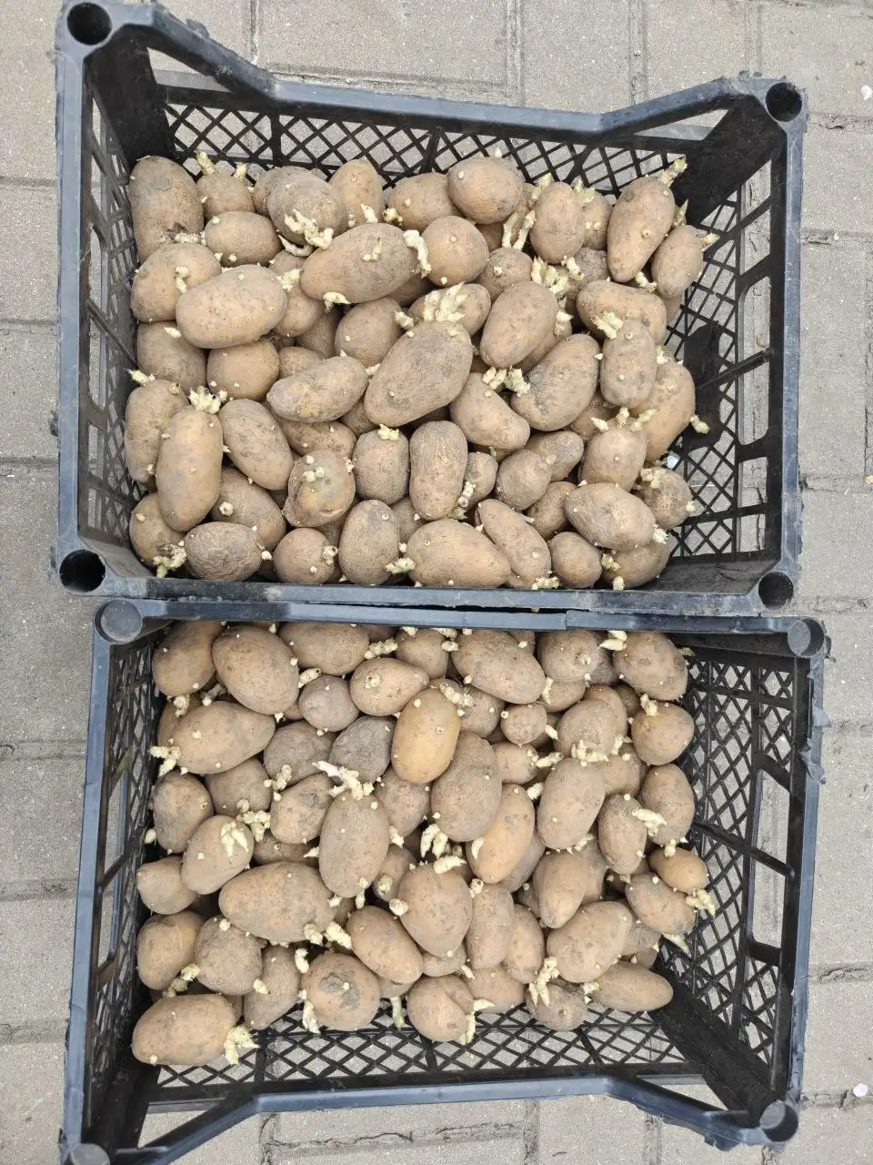 Продам семенной картофель - Для дома и дачи в Белгород