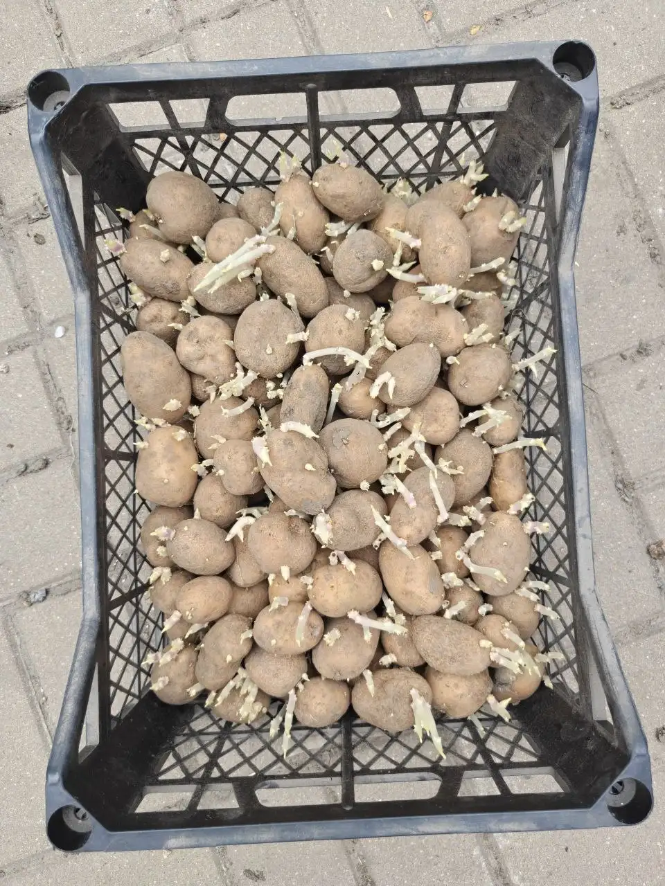 Продам семенной картофель - Для дома и дачи в Белгород