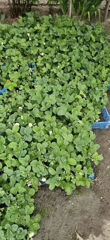 Продам клубнику Климантера гигант в стаканах по 50руб - Для дома и дачи в Белгород