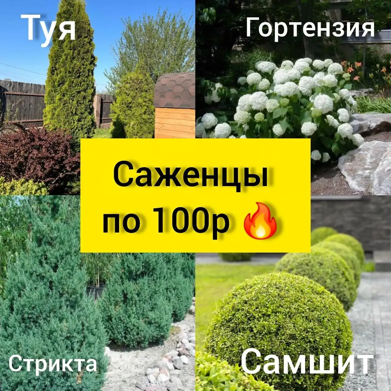 Саженцы туи и можжевельника - Растения (Хобби и отдых) в Белгород