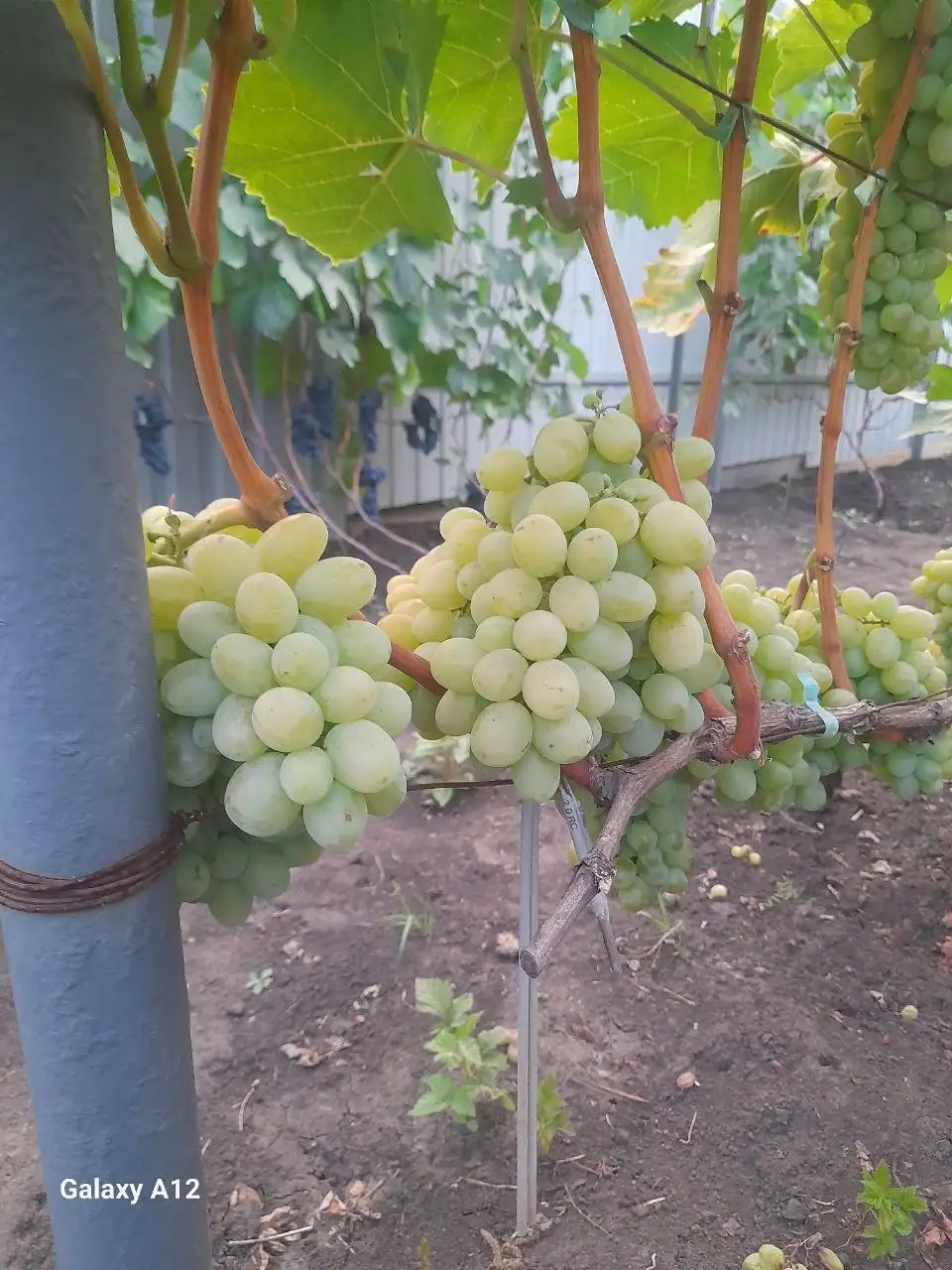 Продажа саженцев элитного винограда - Растения (Хобби и отдых) в Белгород