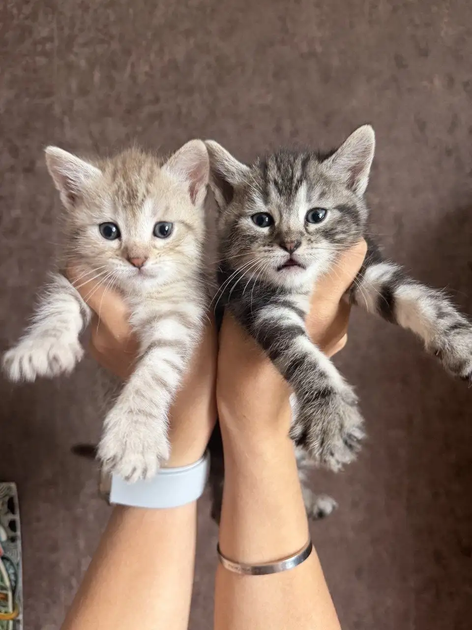 Отдам котят в добрые руки - Кошки (Животные) в Белгород