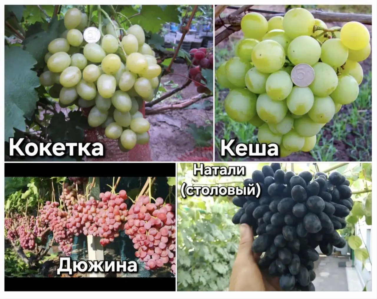 Саженцы столового винограда - Растения и саженцы (Для дома и дачи) в Белгород