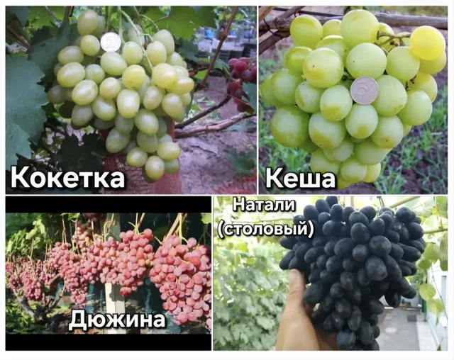 Саженцы столового винограда - Для дома и дачи в Белгород