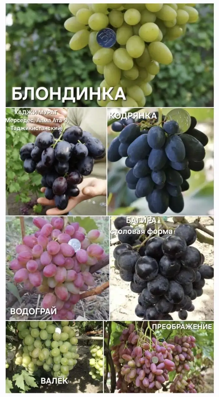 Саженцы столового винограда - Растения и саженцы (Для дома и дачи) в Белгород
