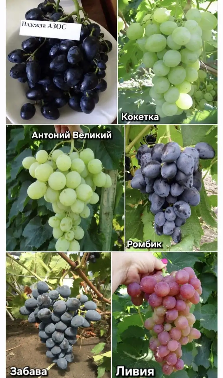 Саженцы столового винограда - Растения и саженцы (Для дома и дачи) в Белгород