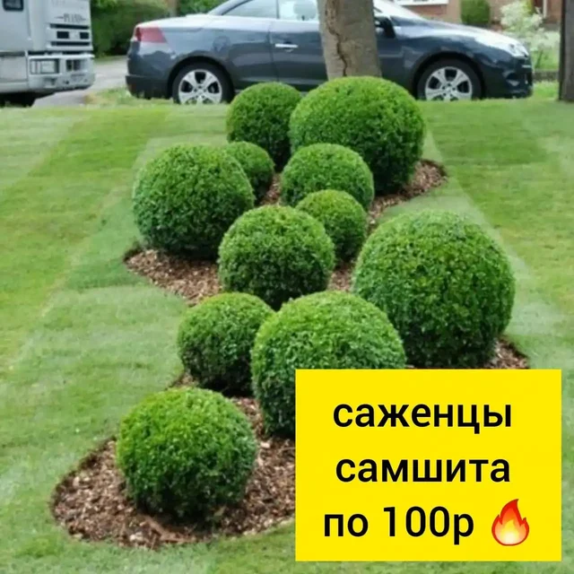 Саженцы самшита по 100р - Хобби и отдых в Белгород