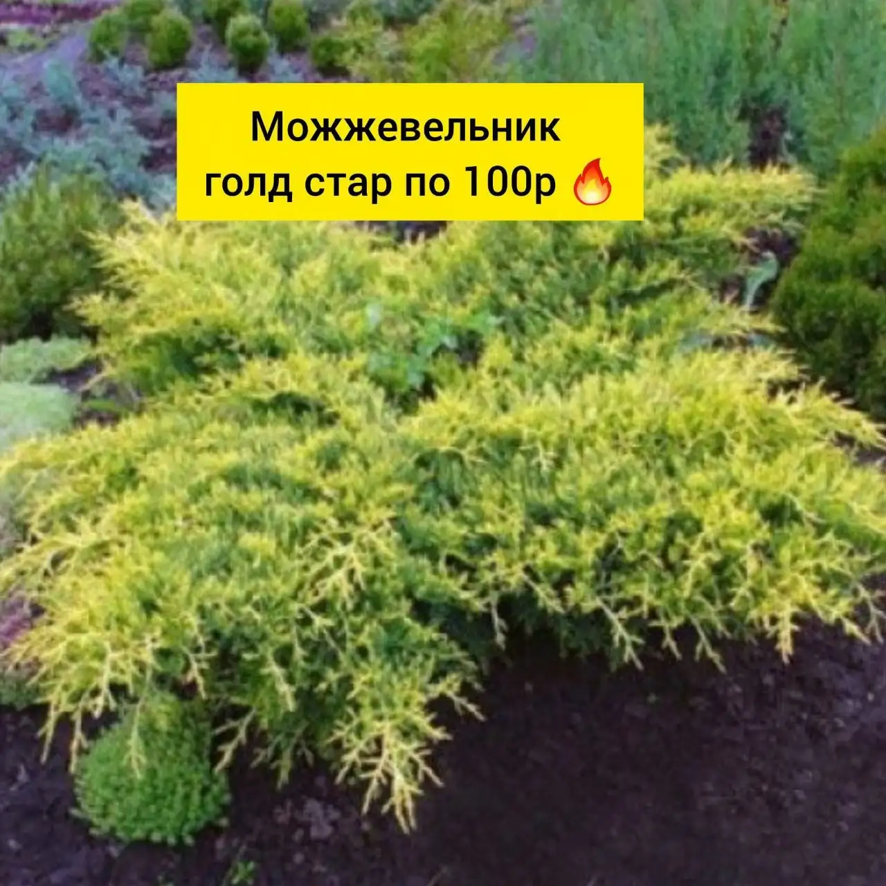 Можжевельник голд стар - Растения (Для дома и дачи) в Белгород